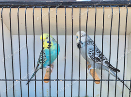 Pair of pretty budgies