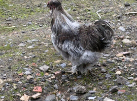 Cockerels - silkie / araucana / silver laced Wyandotte