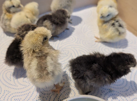 Silkie chickens 1 week old