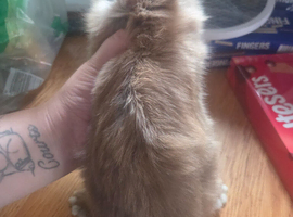 1 boy baby rabbit available