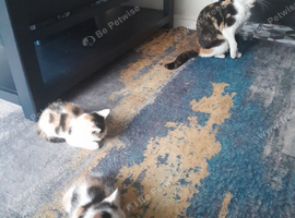 Beautiful calico kittens