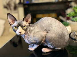 Sphynx proven stud only not sale