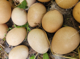 Hatching Guinea Fowl eggs