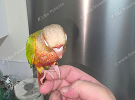 Hand Reared Silly Tame Green Cheek Conures