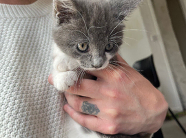 Beautiful girl available