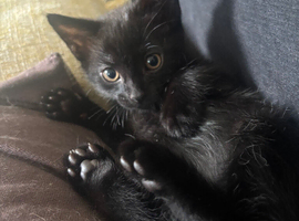 Mixed breed kittens looking for 5* homes
