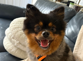 10 months old boy looking forever home