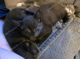 Three kittens for sale
