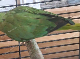 Indian ringneck parrot green