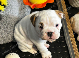 English Bulldog male puppies for sale