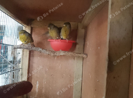 Gloster Canaries