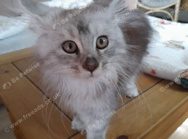 XXL Maine Coon Kittens.