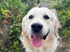 Golden Retriever Stud (proven)
