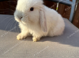 Mini lop rabbits for sale