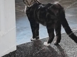 Mittons the cat