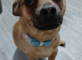 Beautiful jack russell for stud