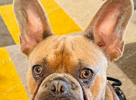 Beautiful male frenchie 1 year old