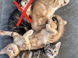 Adorable Kittens Ready for Their Forever Homes