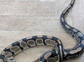 Royal Python with enclosure included
