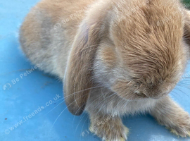 French lop for sale in London
