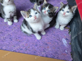 5 kittens