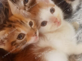 Gorgeous Ginger and Tabby kittens READY NOW