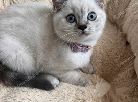 Pedigree Gccf British shorthair