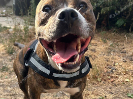 4-Year-Old Boxer/Staffy Cross &mdash; Experienced Home Needed