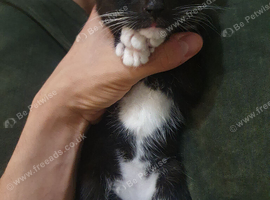 Kitten