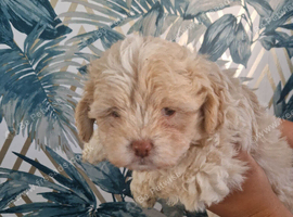 Gorgeous shihpoo puppies for sale