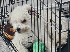 Bichon for sale male