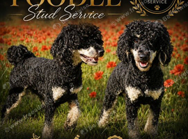 Black phantom toy poodle for stud