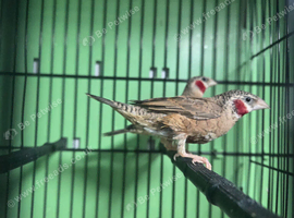 2 male cutthroat finches