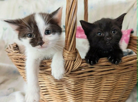 Pretty kittens, flead/wormed/litter trained/socialised/ happy and health  From &pound;80