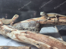 Baby bearded dragons