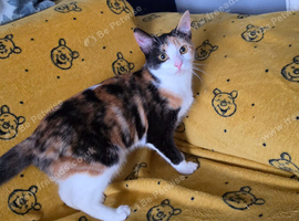 Female 8 months old
