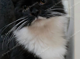 Tuxedo Female Cat fir Sale