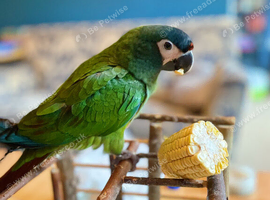DNA tested female Illigers Macaw 5 years old