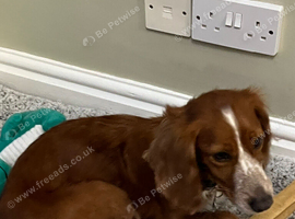 Working Cocker Spaniel female