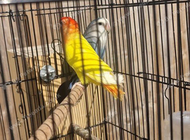 Lovebird