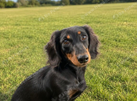 Gorgeous Mini Dachshund