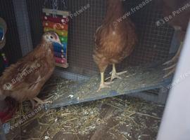 Chicken