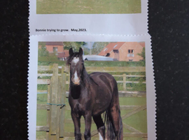 Beautiful Fell Pony, Dinks, 13.2hh