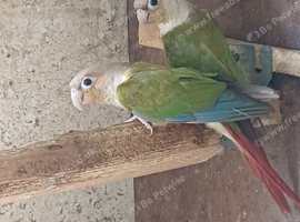 Pair of conures