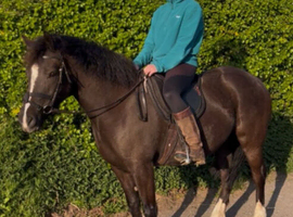 Flashy Welsh C Allrounder
