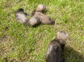 3 ferrets for sale