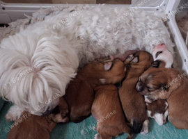 Maltese cross Yorkshire terrier