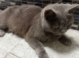 British shorthair kittens 10 weeks