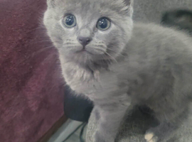 Kittens nebelung for sale