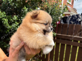 KC ORANGE SABLE POMERANIAN GIRL